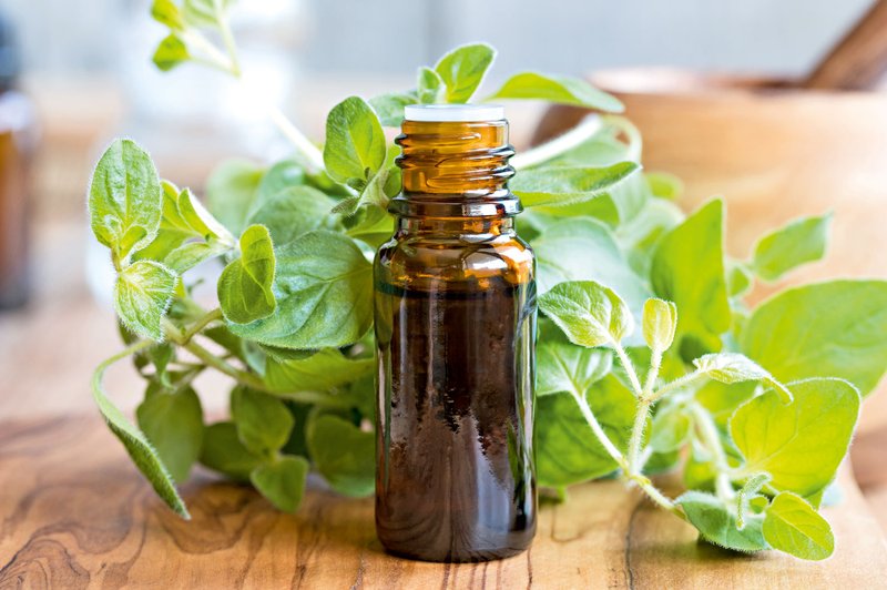 Aromatični origano –  začimba, ki zdravi (foto: Shutterstock)
