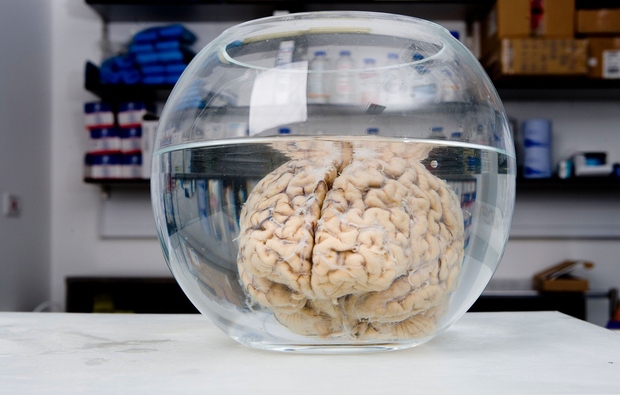 Mit: Znanstveniki poznajo le delovanje majhnega dela možganov. Resnica: Možgani so eden izmed najbolj zapletenih organov človeka, vendar se znanstveniki …