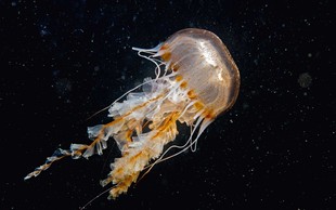 So meduze nadležne? Ne, koristne!
