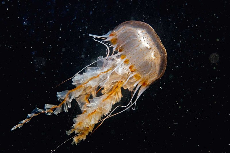 So meduze nadležne? Ne, koristne! (foto: Tihomir Makovec)