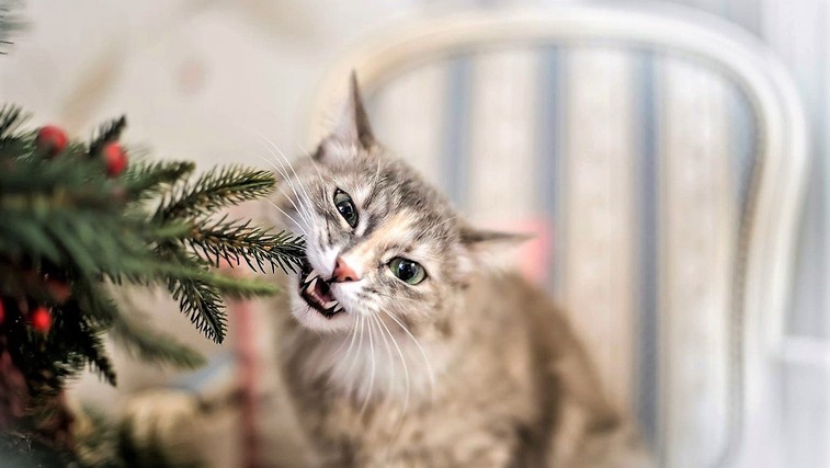 Ideje, kako lahko za božič okrasite stanovanje, če imate doma mačko ali psa (foto: Profimedia)