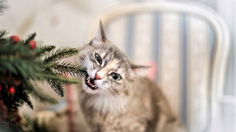 Ideje, kako lahko za božič okrasite stanovanje, če imate doma mačko ali psa
