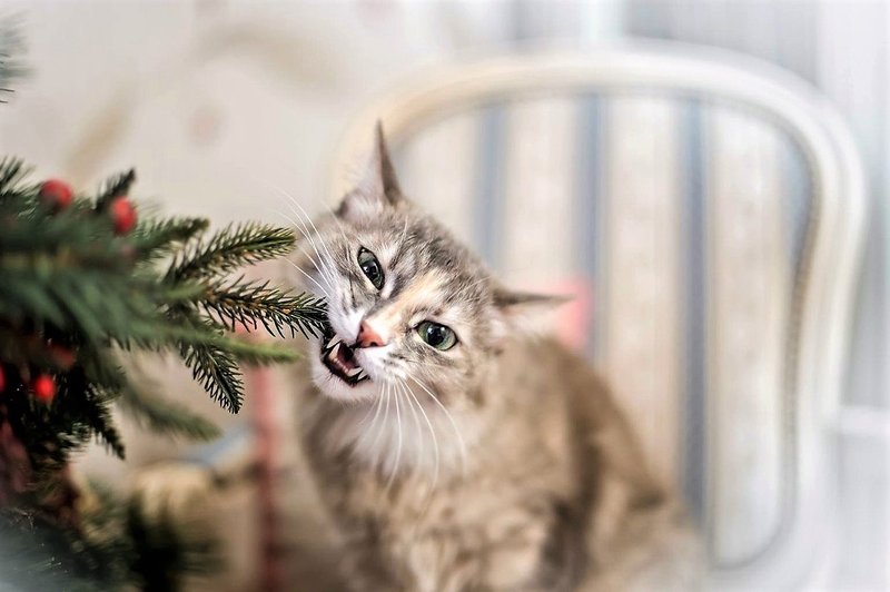 Ideje, kako lahko za božič okrasite stanovanje, če imate doma mačko ali psa (foto: Profimedia)