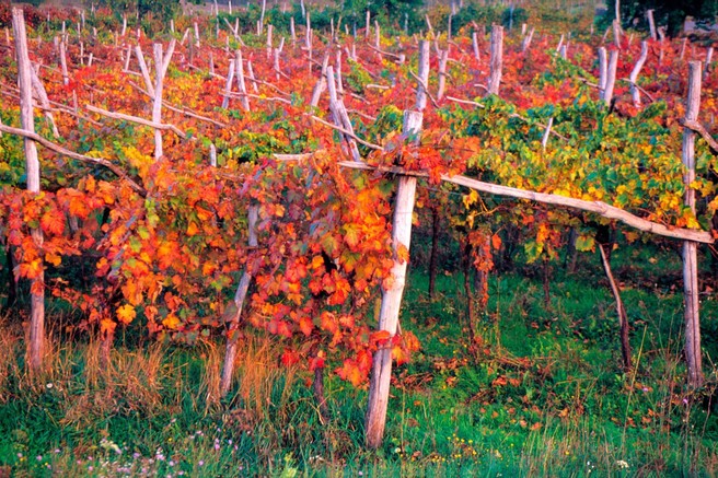 Ideja za izlet: Po Teranovi krožni poti