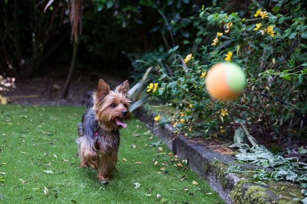 Žoganje Metanje žogico je običajno prva igra, na katero pomislimo, ko govorimo o psih. Da boste se boste medtem tudi …