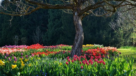 Ideja za izlet: Na sprehod med tulipane v Volčji Potok