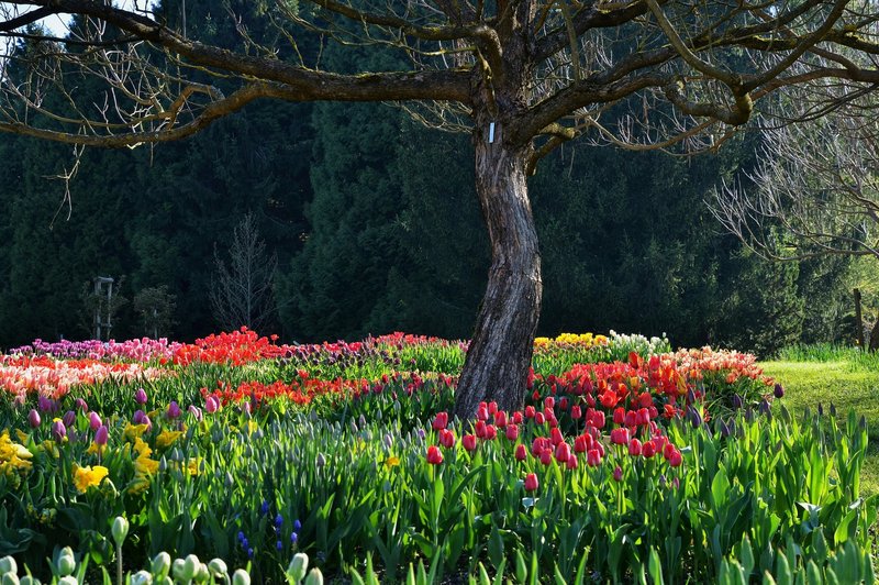 Ideja za izlet: Na sprehod med tulipane v Volčji Potok (foto: Bojan Kolman)