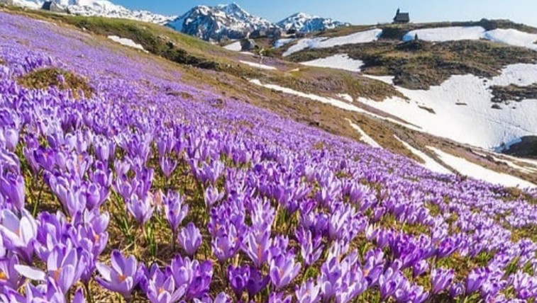 Ideja za izlet: Vijolično obarvana Velika planina (foto: Instagram/Ana Pogačar)