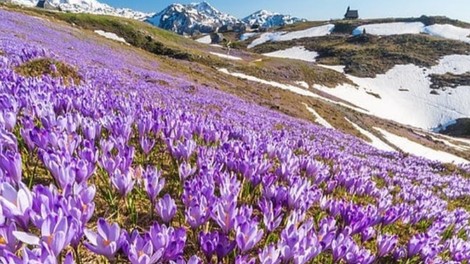 Ideja za izlet: Vijolično obarvana Velika planina