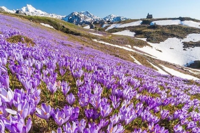 Ideja za izlet: Vijolično obarvana Velika planina