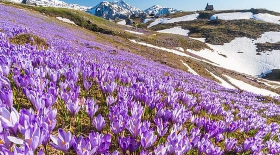 Ideja za izlet: Vijolično obarvana Velika planina (foto: Instagram/Ana Pogačar)