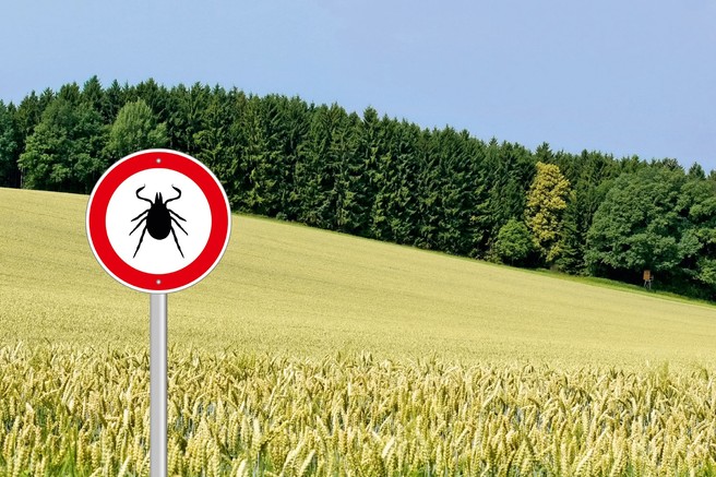 Nevarnost, da se bolezni nalezemo od klopa, obstaja že, ko nam v ranico vrne del že prebavljene 'hrane'