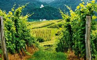 Več kot 800-letna tradicija  na Škalskih vinorodnih gričih