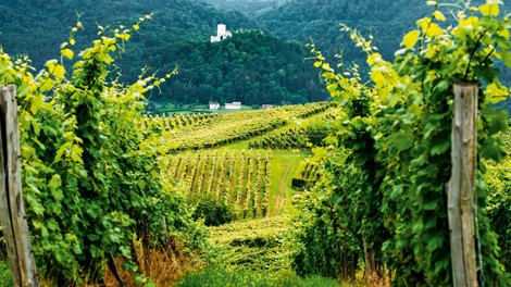 Več kot 800-letna tradicija  na Škalskih vinorodnih gričih