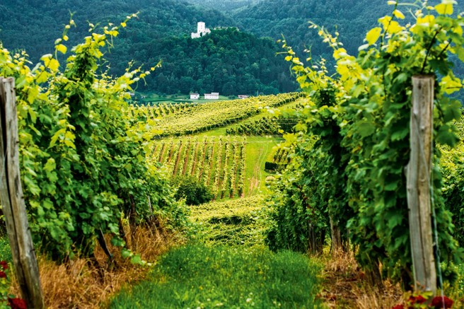 Več kot 800-letna tradicija  na Škalskih vinorodnih gričih