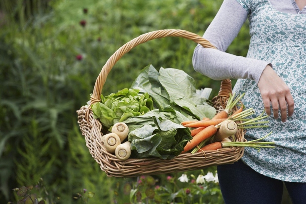 Hrano Kaj ste danes postavili na krožnik? Na voljo imate obilo zelenjave s svojega vrta in odlične zdrave recepte za …