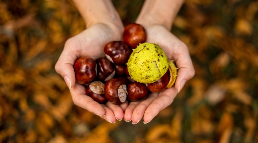 Reciklirajte kostanj v super izdelke domače lekarne! (foto: Dawid Zawilla, Unsplash)