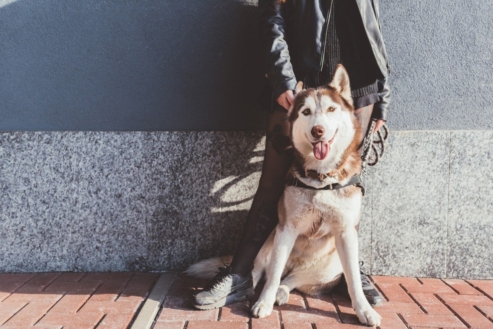 Posvetujte se z veterinarjem Vsi psi niso narejeni tako, da bi z vami lahko pretekli daljše razdalje in ob tem …