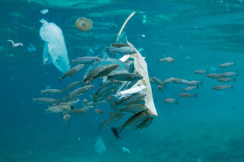 Zakaj so plastične vrečke škodljive za vaše zdravje (foto: profimedia)