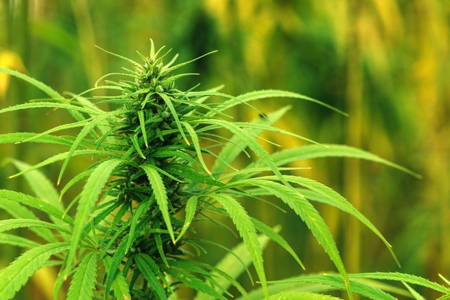 Razlagamo: kaj je CBD in kako ga uporabljamo