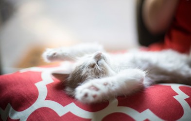 To je 5 znanstveno dokazanih koristi za lastnike mačk