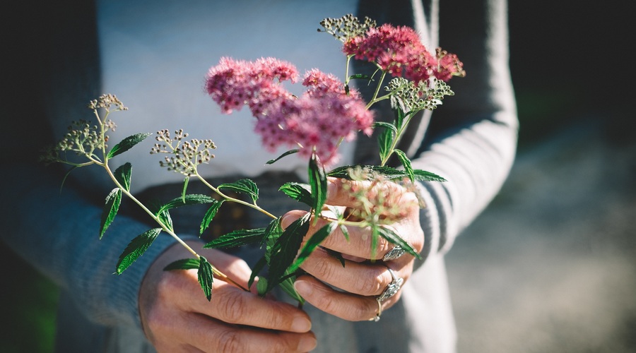 Prinesi mi rože, ki divje cvetijo (foto: unsplash)