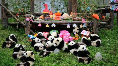 Tole pa je srčkano – rojstnodnevna zabava za pande