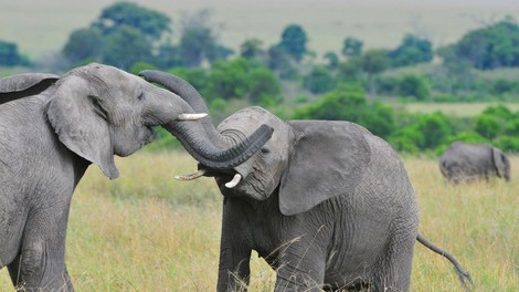 Sloni so vitalni za naš planet