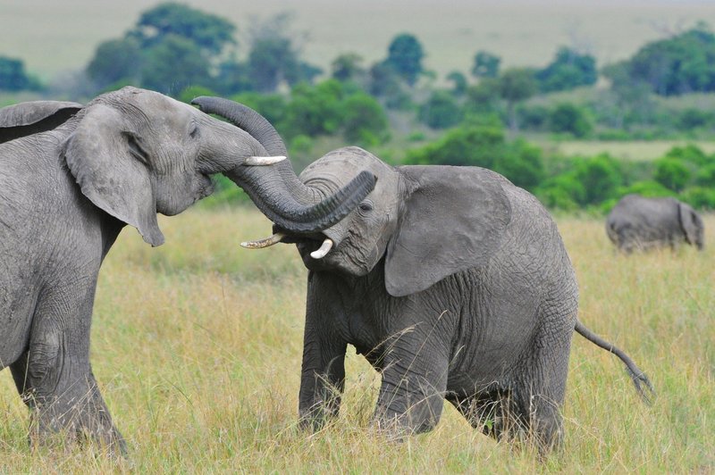 Sloni so vitalni za naš planet (foto: Profimedia)