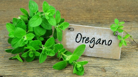 Origano – aromatična začimba z bogatimi zdravilnimi učinki