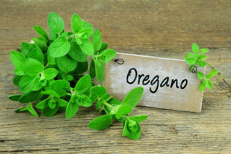Origano – aromatična začimba z bogatimi zdravilnimi učinki (foto: Profimedia)