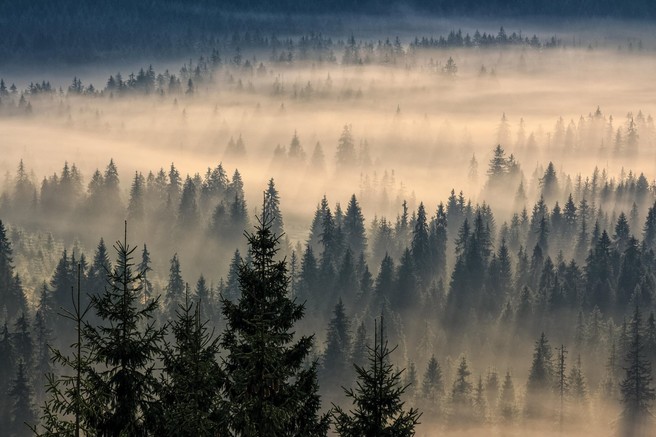 Ideja za izlet: med krošnje na Pohorje