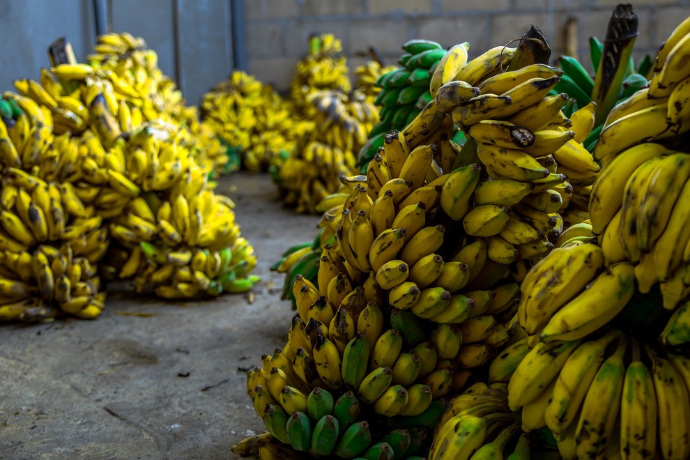 1 Banane - 114,3 milijonov ton na leto Ste vedeli, da so banane botanično gledano jagode? Domovina banan je južna …