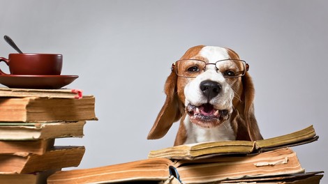 7 najbolj pametnih pasem psov po oceni strokovnjakov
