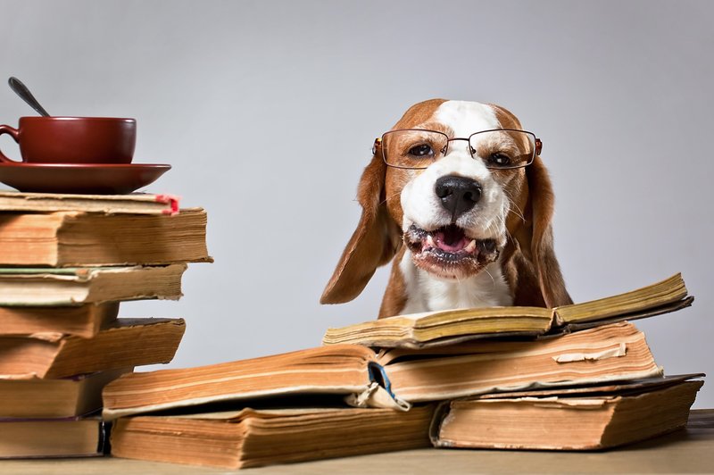 7 najbolj pametnih pasem psov po oceni strokovnjakov (foto: profimedia)