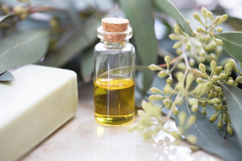 Kako uporabljati evkaliptusovo olje? (in zakaj mora vedno biti v vaši omarici) (foto: profimedia)