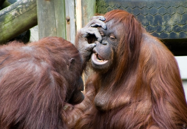 Orangutani se, poleg goril in šimpanzov, smejejo ob fizičnem kontaktu, kot je žgečkanje ali pa objemanje.