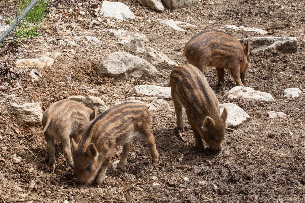 Danes, mesec dni stari pujski sledijo samici, se podijo po ogradi, raziskujejo bivališče in že pokušajo hrano, s katero se …