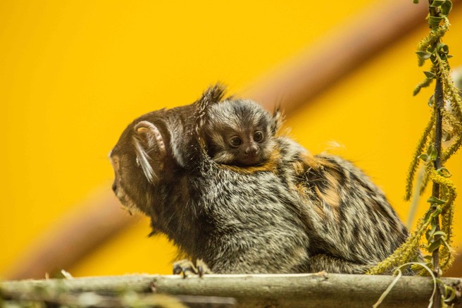 Ljubljanski ZOO in prvi letošnji mladiči. Lep materinski dan vsem mamicam!