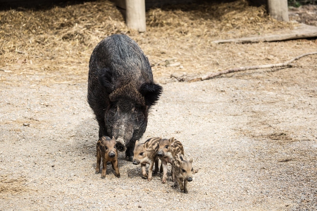 Divja svinja sama skrbi za mladiče Konec februarja je ponovno postala mama tudi divja svinja, ki sama skrbi za svoje …