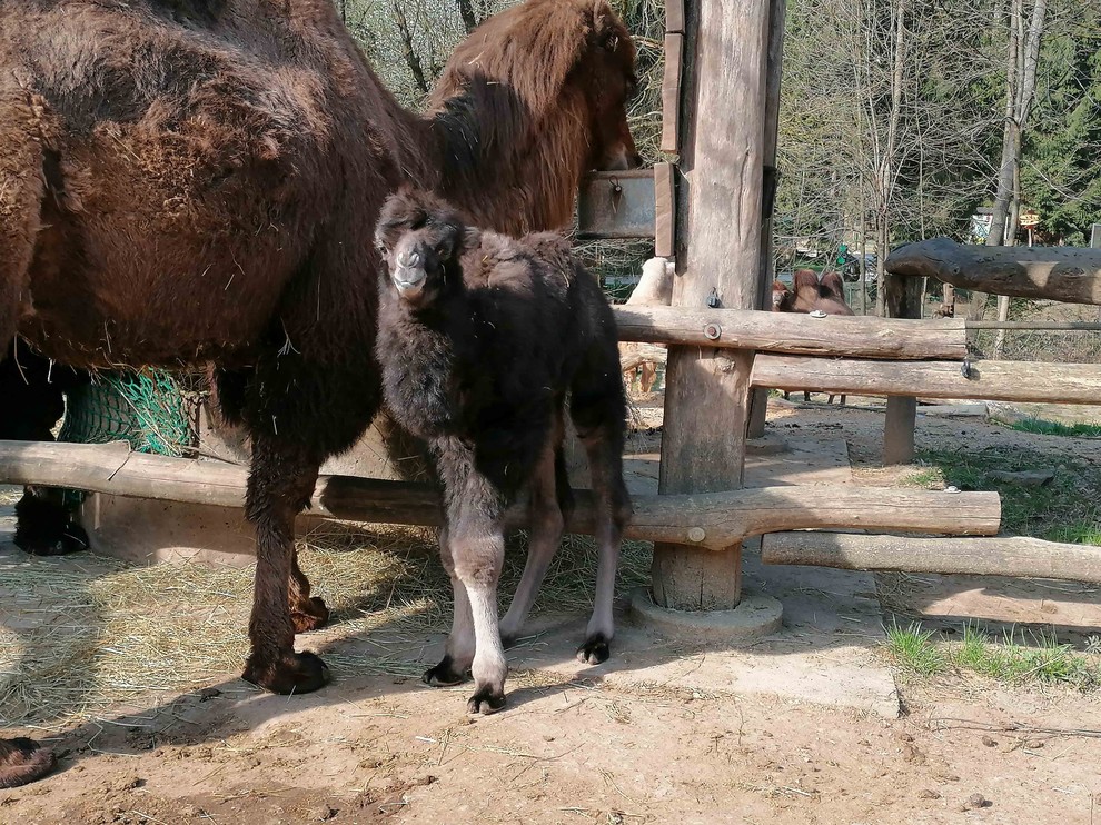 Dolgonoga Zayo Čreda dvogrbih kamel, ki jo sestavljajo samec Karlo, samica Salima in njena potomca Hasan ter Gobi, se je …