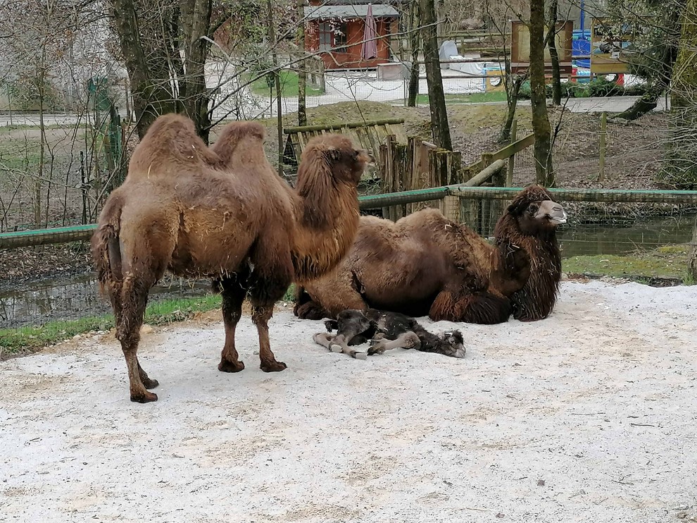 Kamele so bolj tihe živali. Ob rojstvu mladiča, pa se samica pogosto in glasno oglaša, mali ji odgovarja in tako …