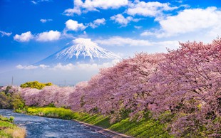 Ideja za virtualni izlet: Hanami – japonsko praznovanje cvetočih češenj