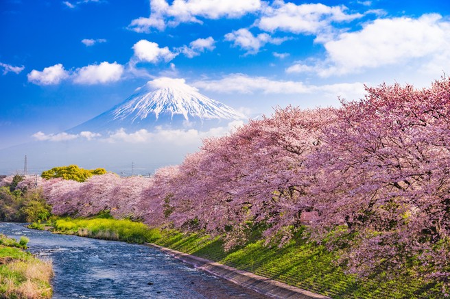 Ideja za virtualni izlet: Hanami – japonsko praznovanje cvetočih češenj