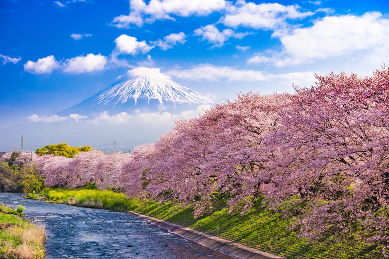 Ideja za virtualni izlet: Hanami – japonsko praznovanje cvetočih češenj (foto: profimedia)