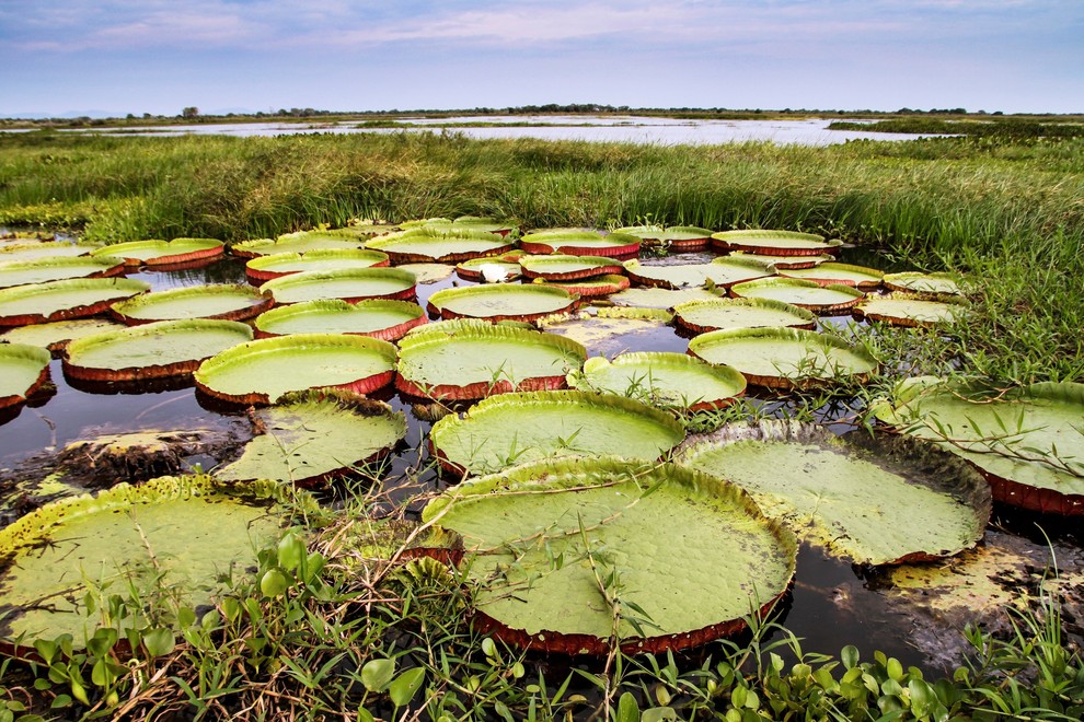 Pantanal, Brazilija, Paragvaj, Bolivija Pantanal ali močvirje je dolina z vlažnim tropskim podnebjem na tromeji med Brazilijo, Paragvajem in Bolivijo …