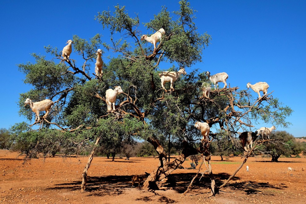 Koze na drevesu, Essaouira, Maroko Če se iz Marakeša odpeljete proti morju in mestu Essaouira, boste zagledali čudežen prizor narave. …