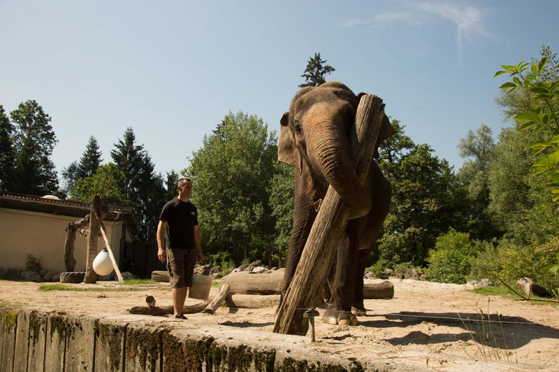 Zakaj ''hodijo v šolo'' tudi živali? Največja učenka - slonica Ganga - je odličnjakinja (foto: arhiv ZOO)
