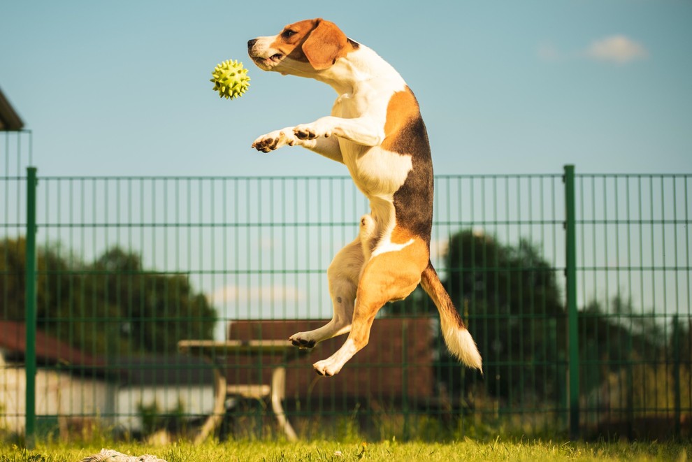 Beagle ali angleški brak Simpatični in energični lovski pes, po katerem je dobil izgled popularni stripovski junak Snoopy. Beagle je …