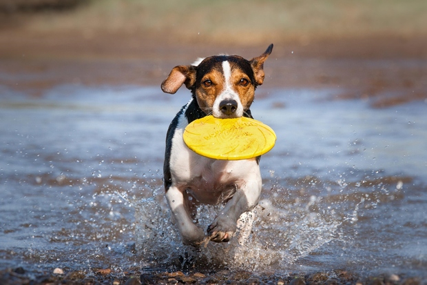 Jack Russell Terrier Jack Russel je lovski pes, ki izvira iz Anglije. Po značaju so prave energične bombice, saj so …